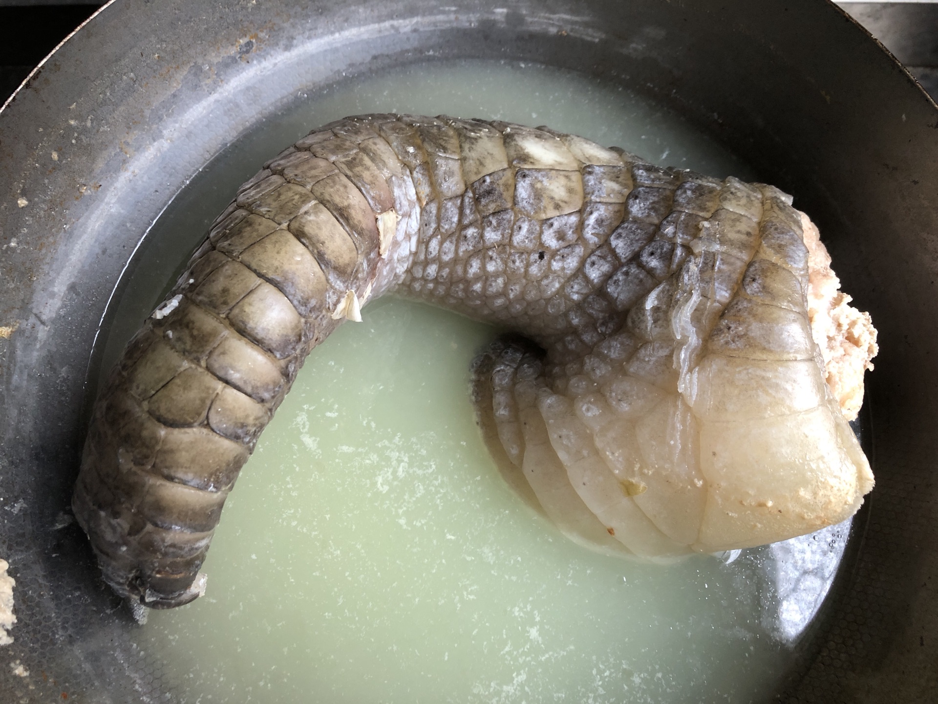 鳄鱼肉的百种做法——豉汁蒸鳄鱼肉_哔哩哔哩 (゜-゜)つロ 干杯~-bilibili