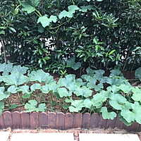 清炒南瓜藤的做法图解1