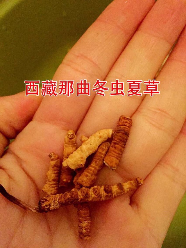 冬虫夏草红豆黄豆藏青果养生粥的做法图解2
