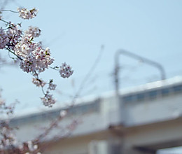 樱花曲奇饼干的做法