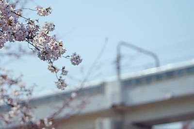 樱花曲奇饼干