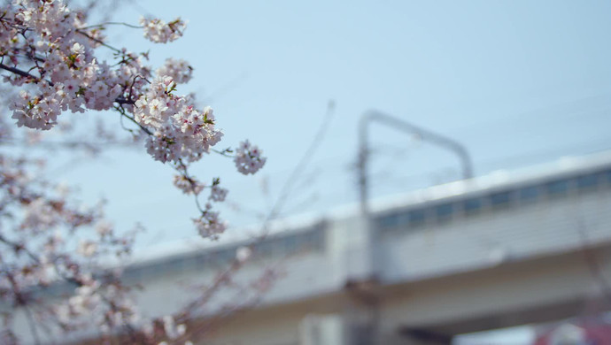 樱花曲奇饼干