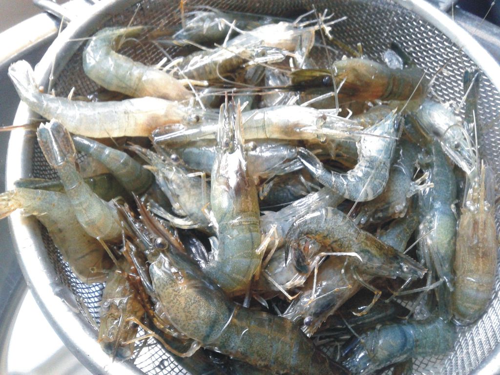 盐水河虾的做法图解2