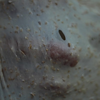 全麦吐司的做法图解3