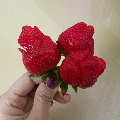 玫瑰花