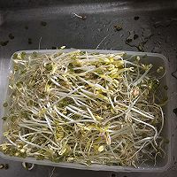 自制豆芽的做法图解6