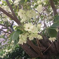 干煎金针菇卷海虾的做法图解3