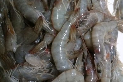 虾肉馄饨