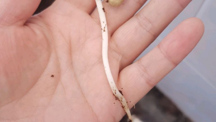 种豆芽