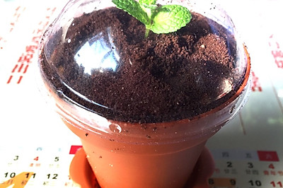 木糠杯