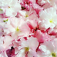 樱花酱，樱花蜜的做法图解1