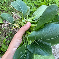 牛肉双拼粉条的做法图解1