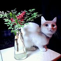 自制猫粮——鱼之蔬的做法图解21