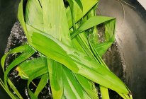 芦苇叶的做法