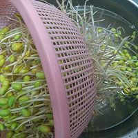 无公害纯天然自己栽培的绿色豆芽菜的做法图解7