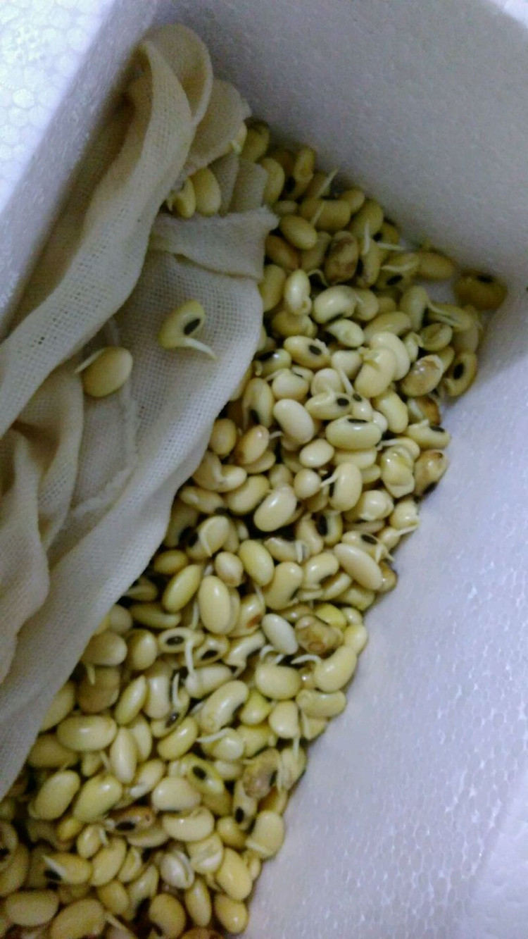 健康黄豆芽的做法