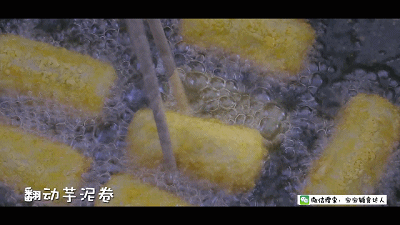 芝心芋头卷 宝宝辅食食谱的做法图解18