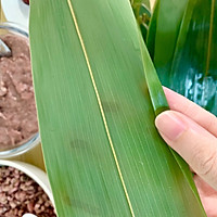 粽情粽意—北方甜粽新花样的做法图解8
