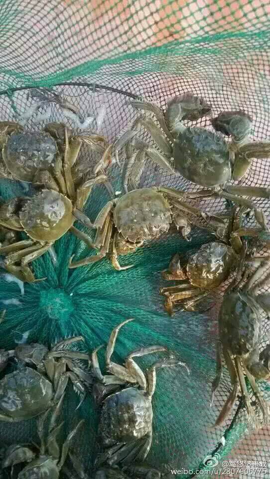 阳澄湖大闸蟹的做法图解1