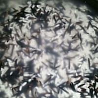 #超能量菰米试用之*菰米烧麦*真真超好吃噢！的做法图解1