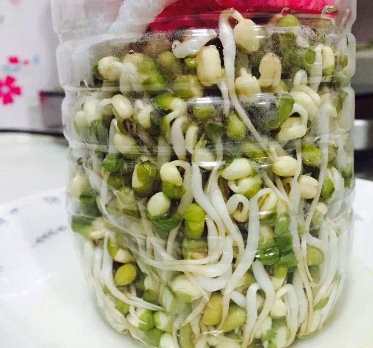 简单方便自发豆芽的做法图解4
