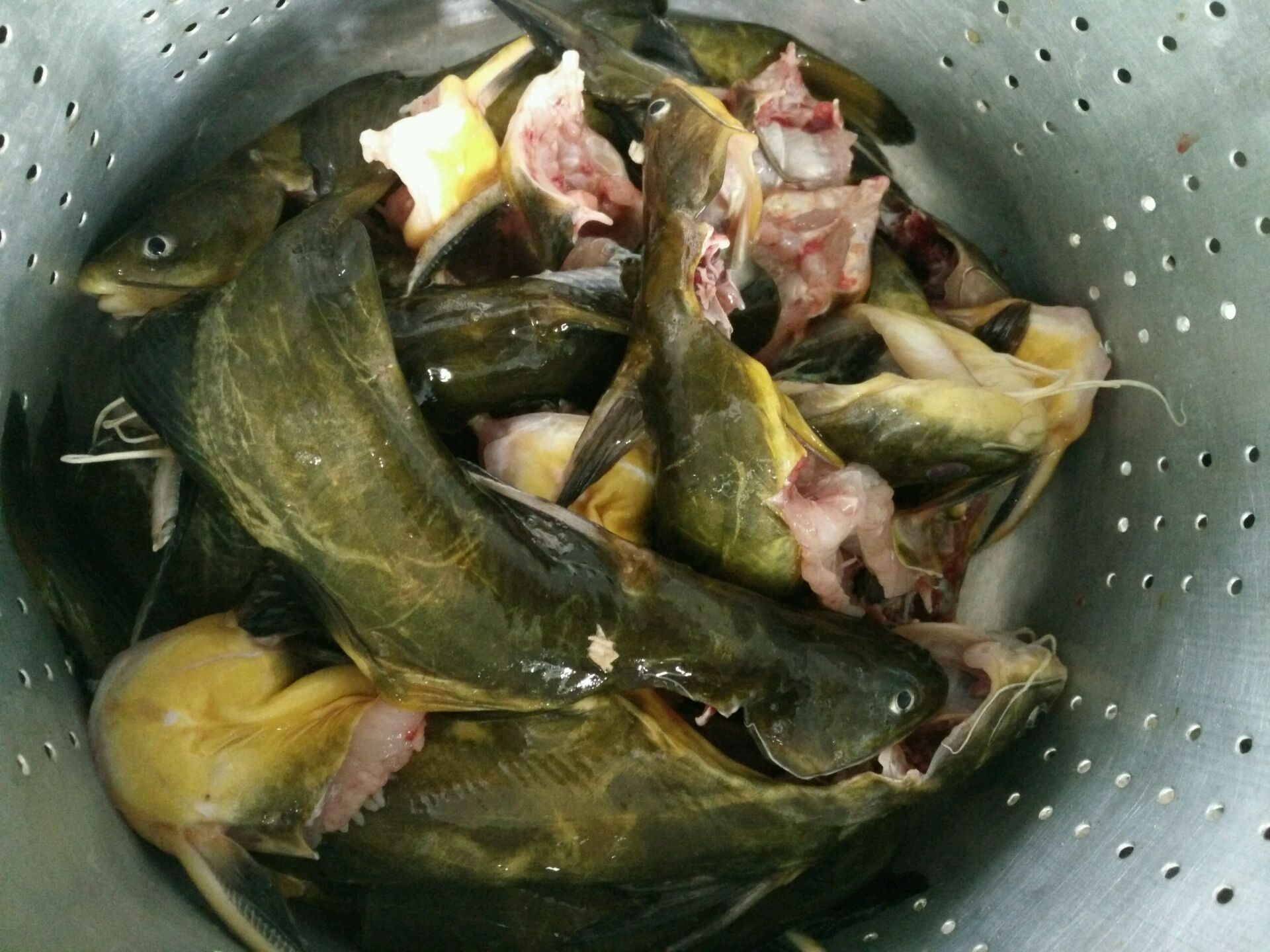 海鲜菇黄骨鱼怎么做_海鲜菇黄骨鱼的做法_豆果美食