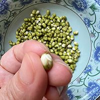 牛奶盒盒自发绿豆芽的做法图解2
