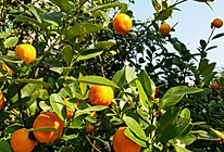 咸柑橘的做法