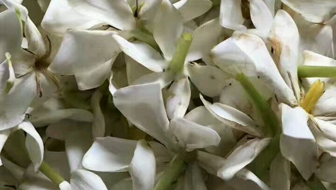 清香栀子花
