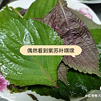 #夏日开胃餐#紫苏炒豆角的做法图解2