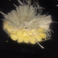 日本豆腐金针菇炒肉末的做法图解6