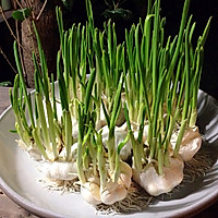 水培大蒜头的做法图解1