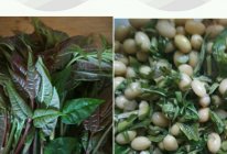 香椿豆～春天的菜～超简单的美味的做法