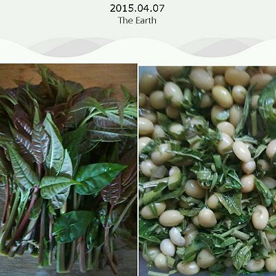 香椿豆～春天的菜～超简单的美味