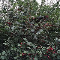 小樱桃果酱的做法图解2