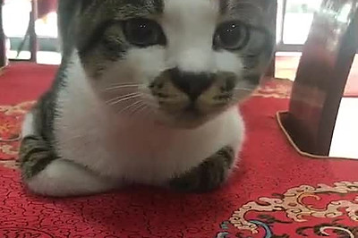 仲先生最爱的羊肉萝卜汤