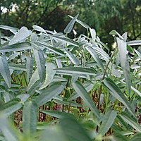 芽苗菜-爬豆苗烘蛋饼-有机健康减脂减肥蜜桃爱营养师私厨的做法图解1