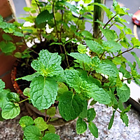 蜂蜜薄荷柠檬红茶的做法图解3