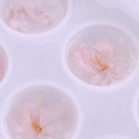 樱花水信玄饼&樱花布丁的做法图解5