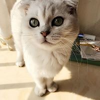 猫猫的饭的做法图解9