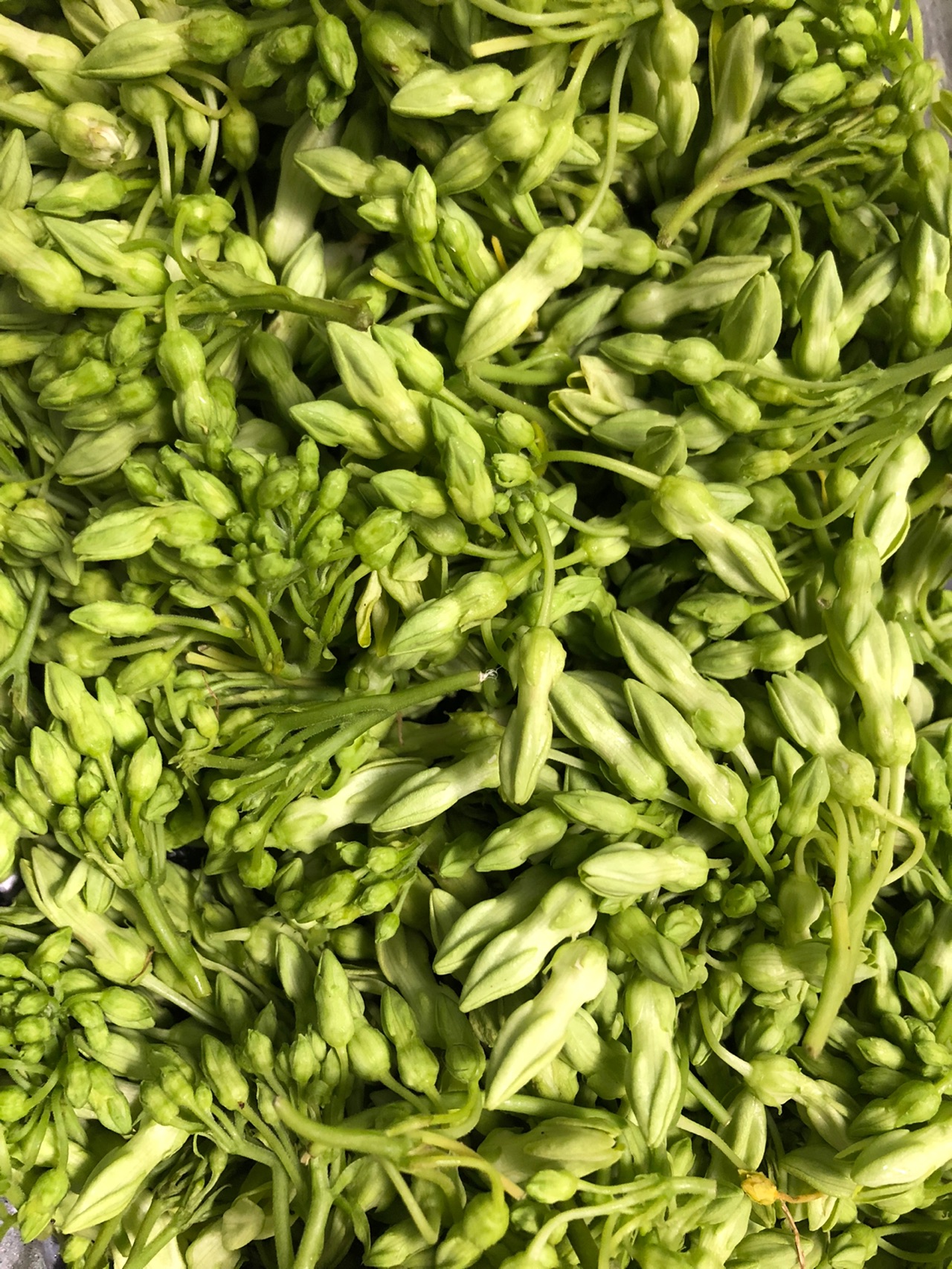 夜香花煎蛋怎么做 夜香花煎蛋的做法 豆果美食