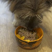 #浓情端午 粽粽有赏#自制宠物鲜食｜牛肉蔬菜饭的做法图解15