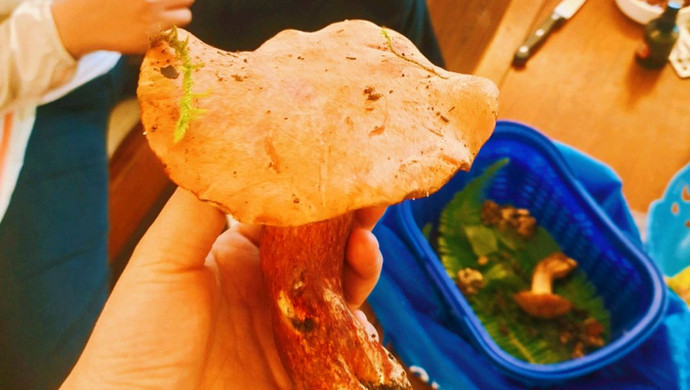 云南野生菌宴席～青椒火腿见手青