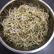 用壶自己生绿豆芽