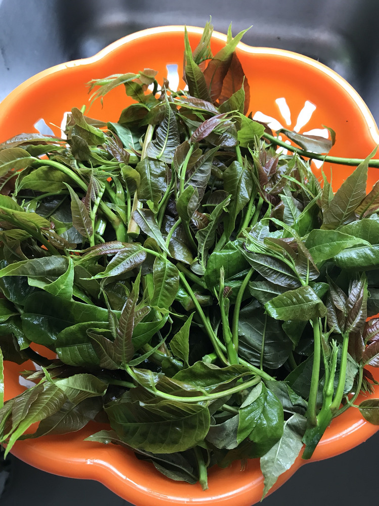 凉拌香椿苗的做法