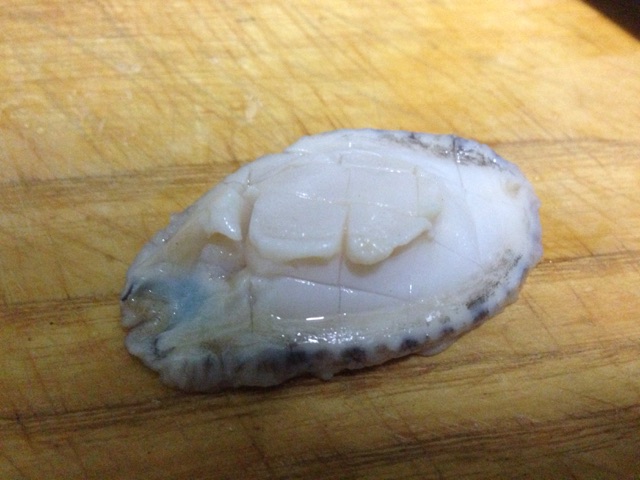 老干妈鲍鱼仔的做法图解3