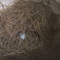 酸辣粉的做法图解2