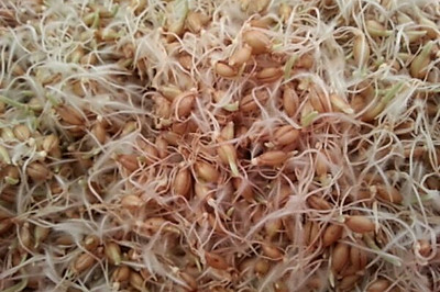 小麦胚芽粉的制作