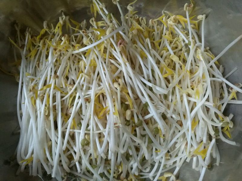 Mung bean sprout