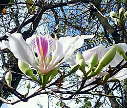 云南百花宴～白花火腿汤（玉荷花）的做法